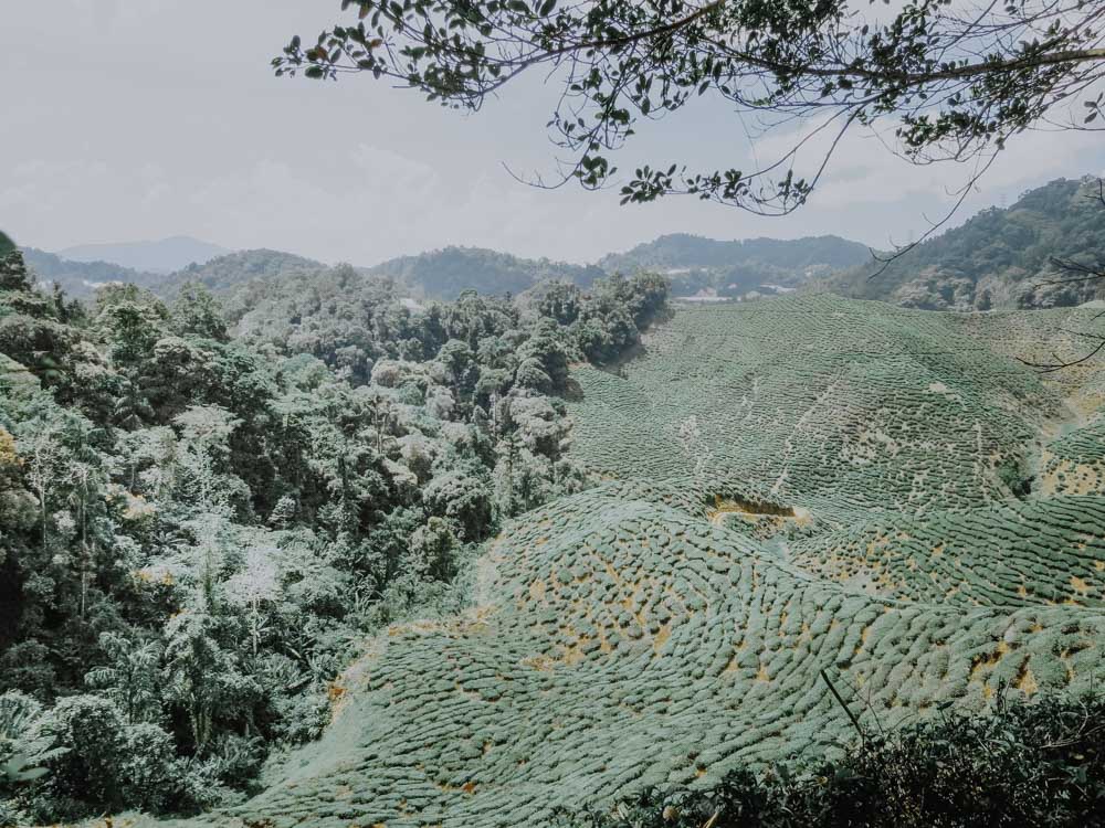 Malaysia - Cameron Highlands