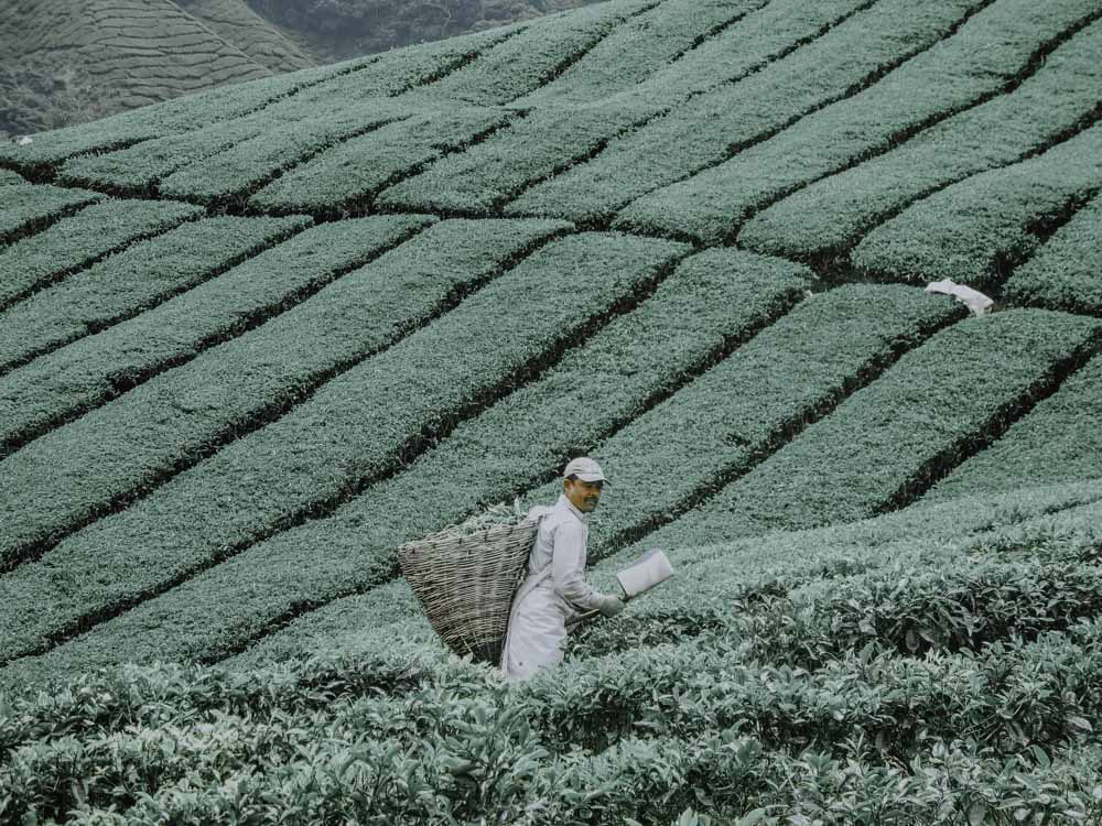 Sungai Palas Boh Tea Estate