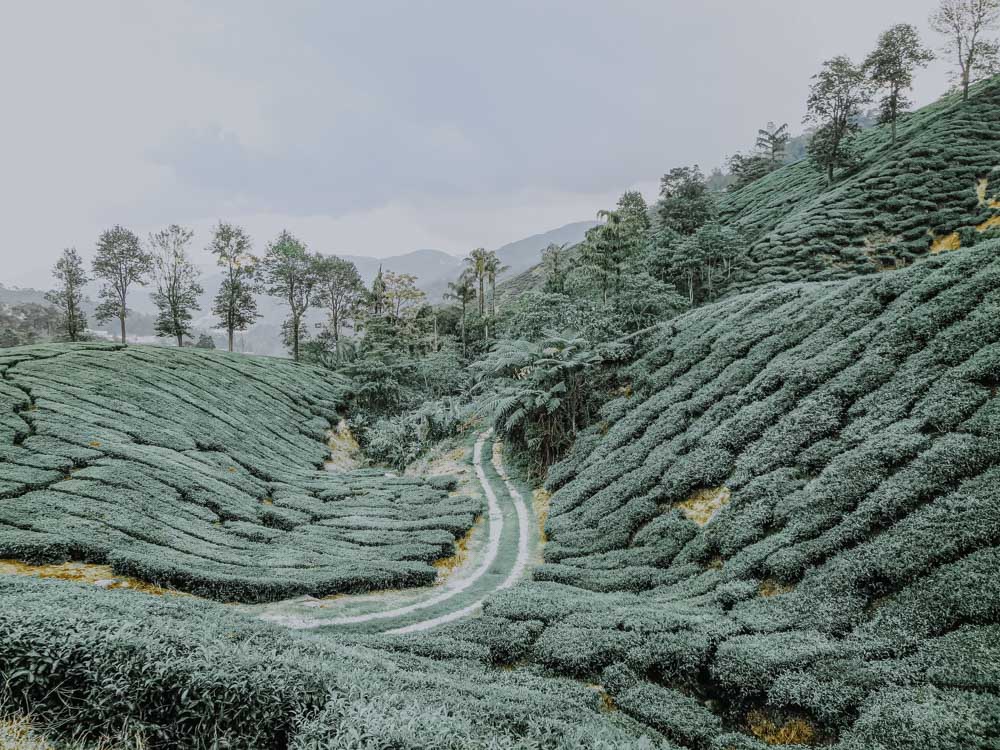 Cameron Highlands