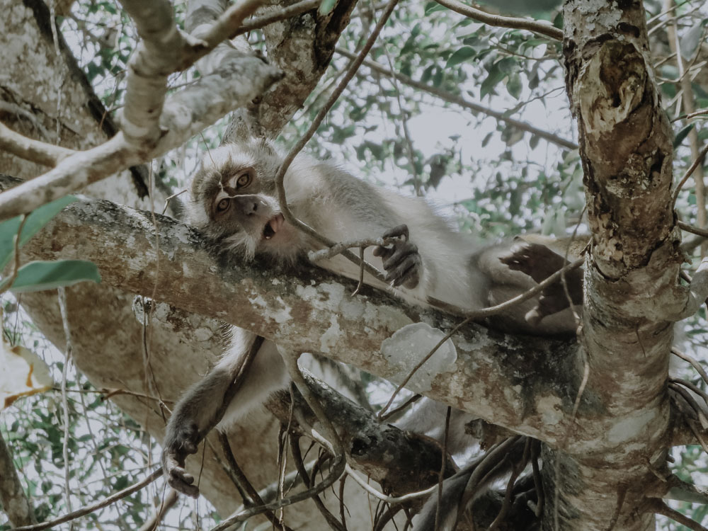 Kuala Selangor Nature Park - Malaysia off the beaten Track