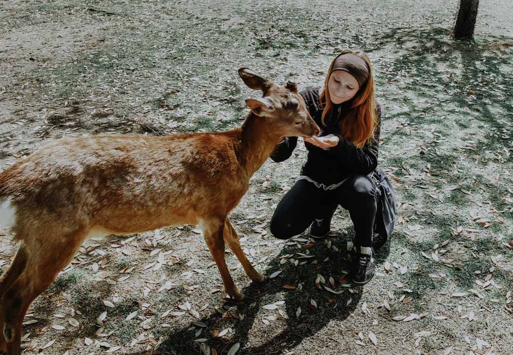 Hirsche und Rehe im Nara Park in Japan