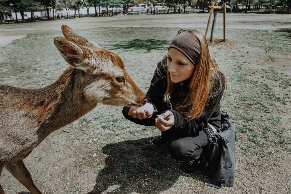 Rehe und Hirsche im Nara Park in Japan