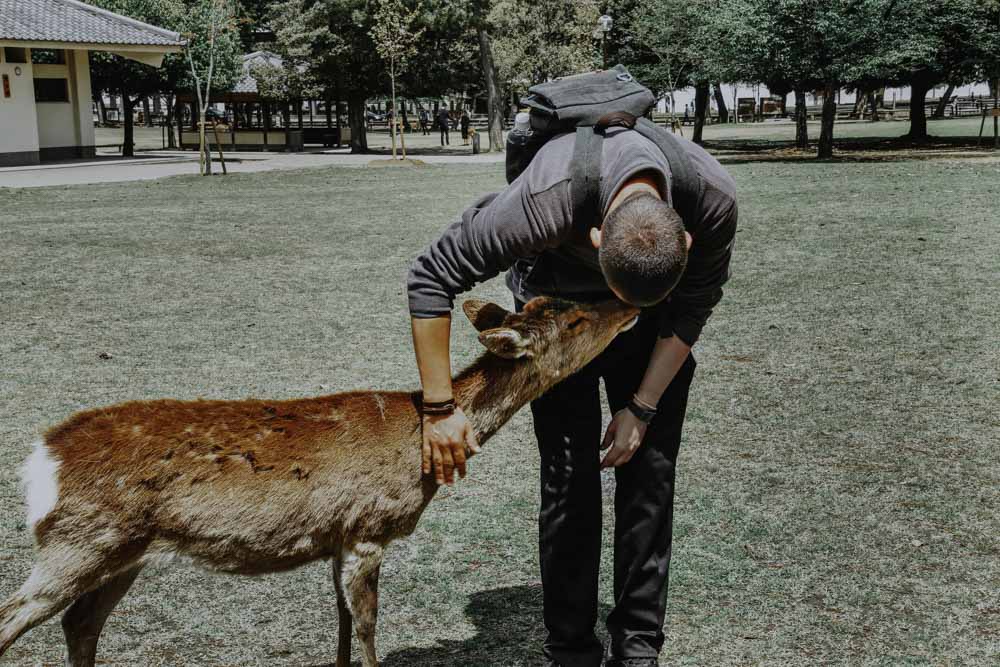 Die Hirsche und Rehe im Nara Park in Japan