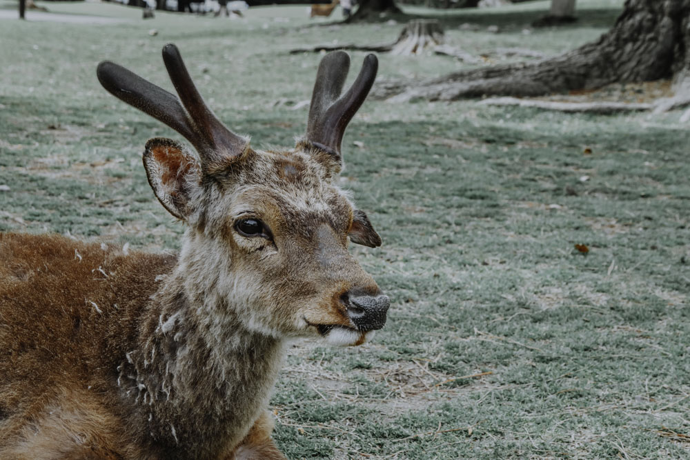 Nara in Japan