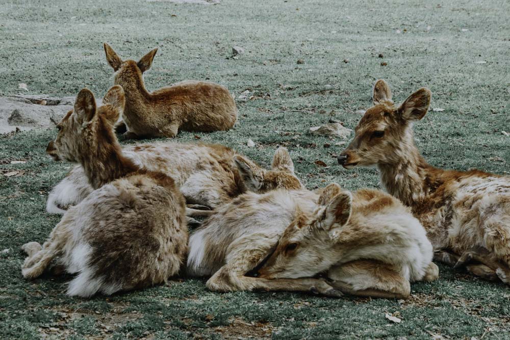 Nara's Deers im Nara Park in Japan