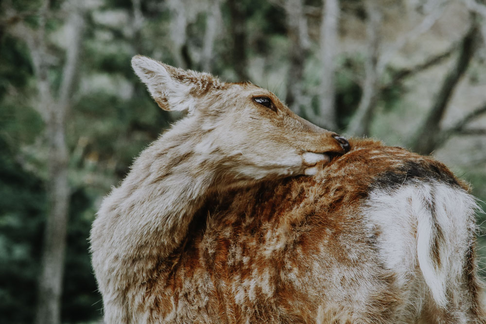 Nara's Deers & Nara Park