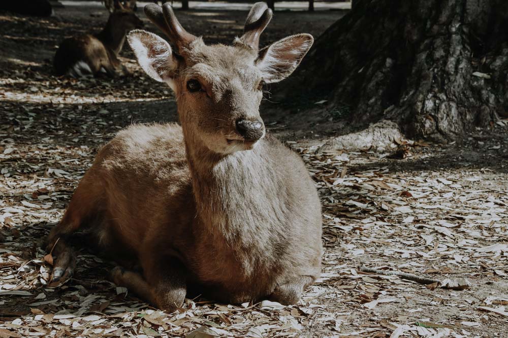 Nara's Deers & Nara Park