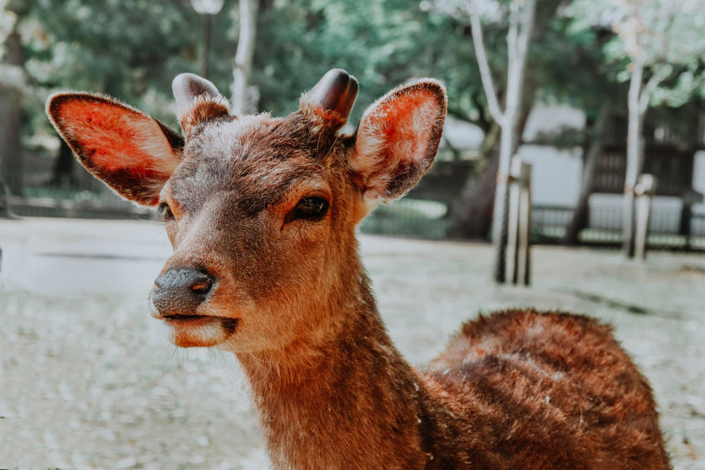 Nara Park in Japan