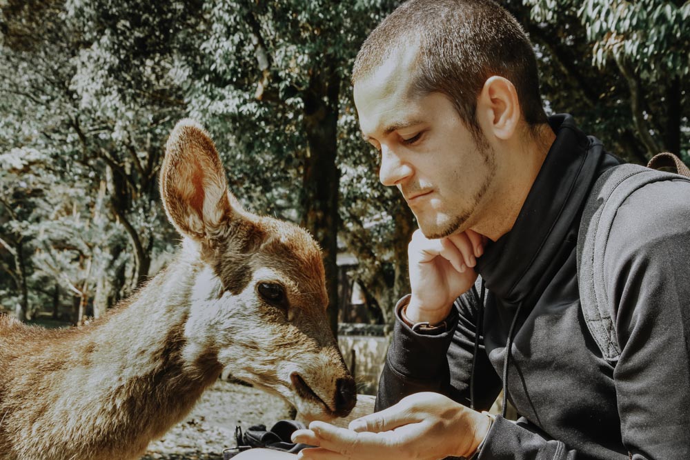 Nara's Deers im Nara Park in Japan