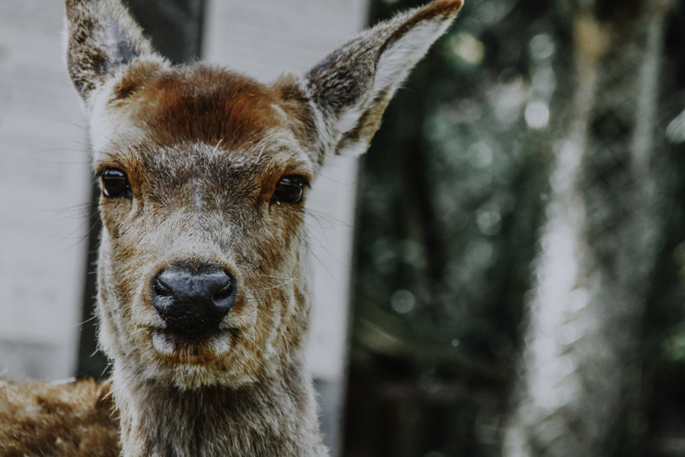 Nara Park in Japan