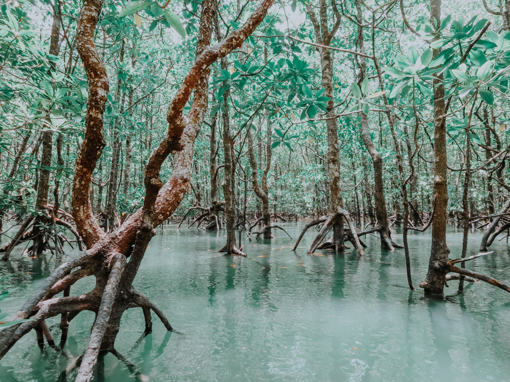 Mangroven auf der Insel Langkawi in Malaysia