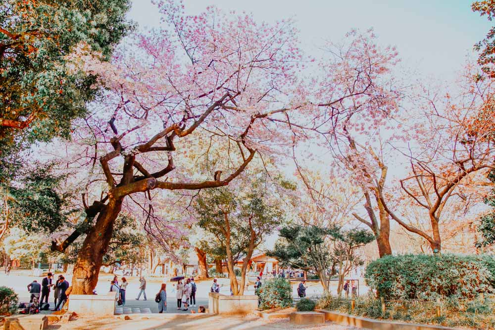 Ueno Park in Tokyo