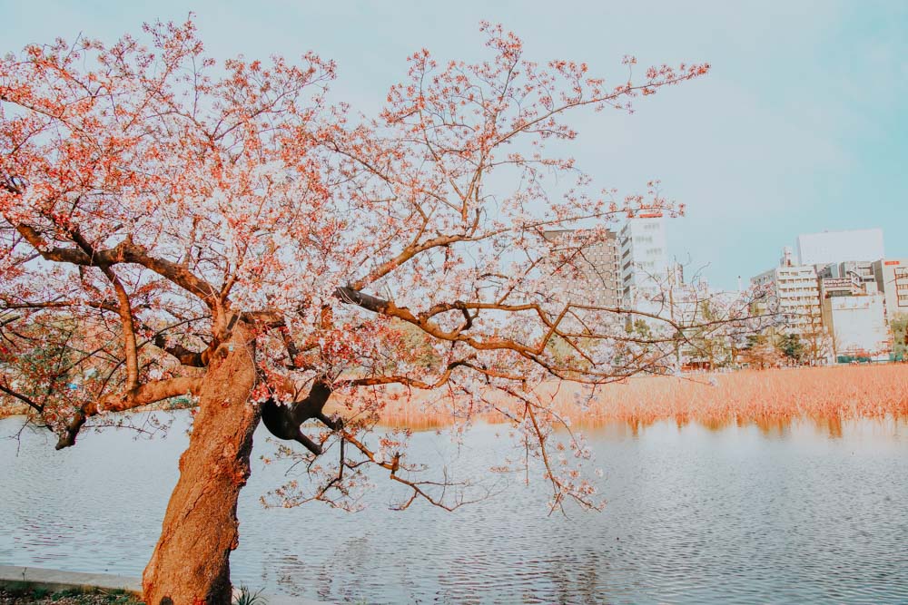 See im Ueno Park in Tokyo