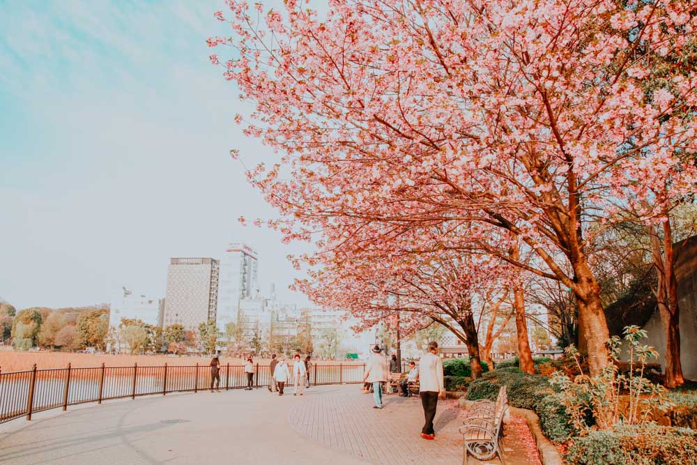 Sakura in Japan: Ueno Park