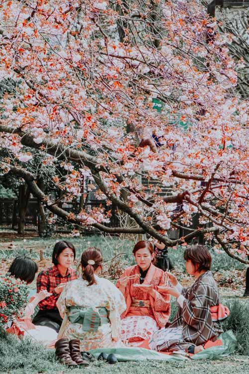 Hanami im Yoyogi Park in Tokio