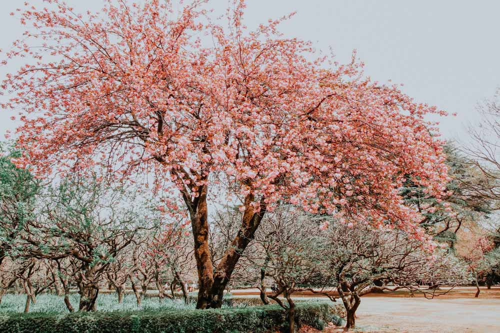 Sakura Baum in voller Blüte Shinjuku Gyoen National Park