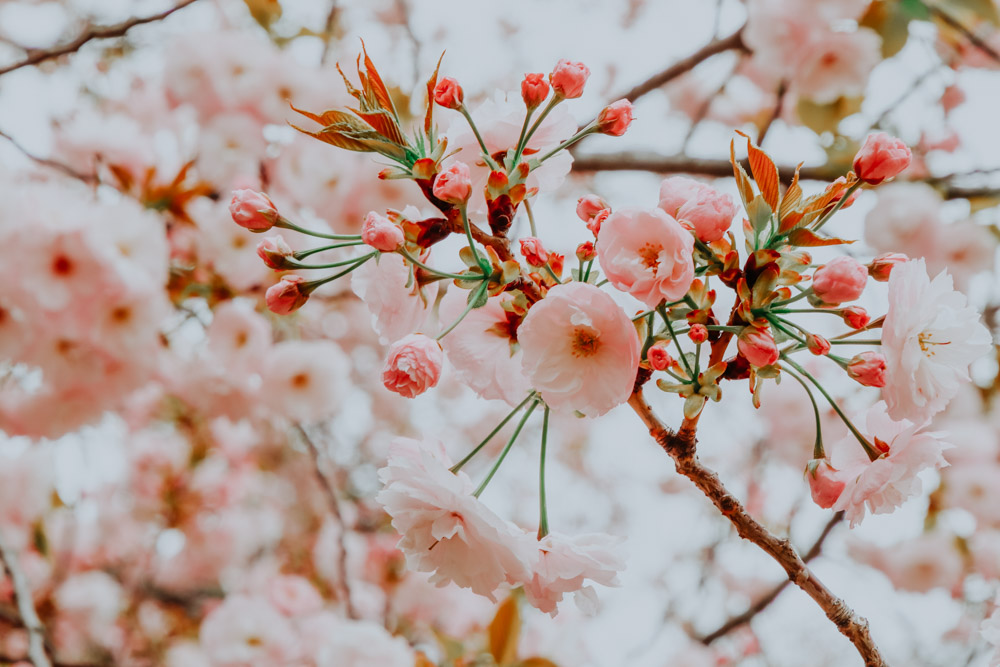 Kirschblüten Tokio