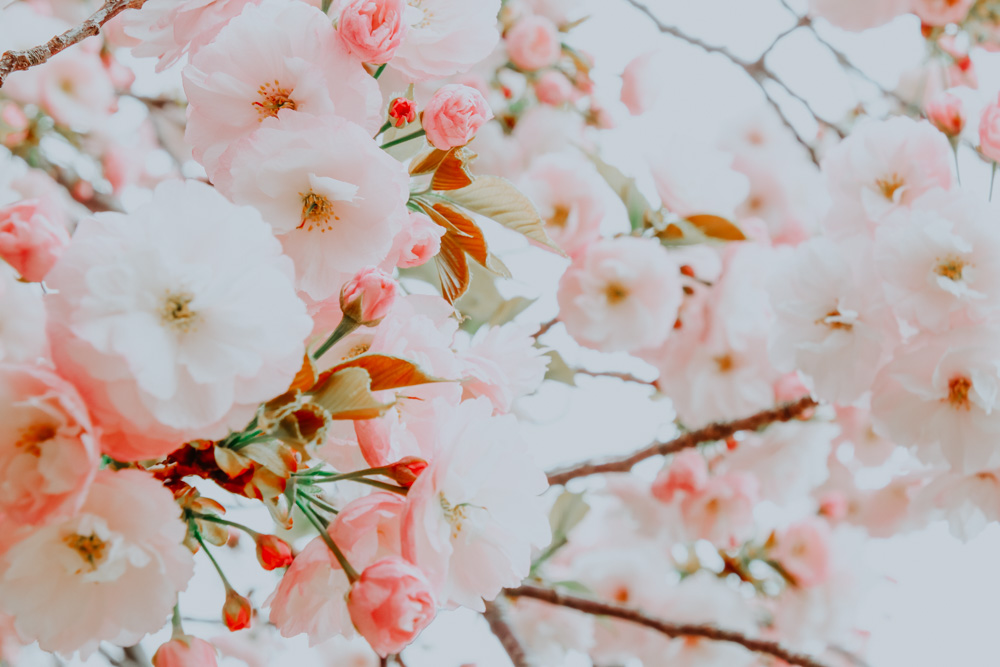 Sakura Blüten im Yoyogi Park in Tokio