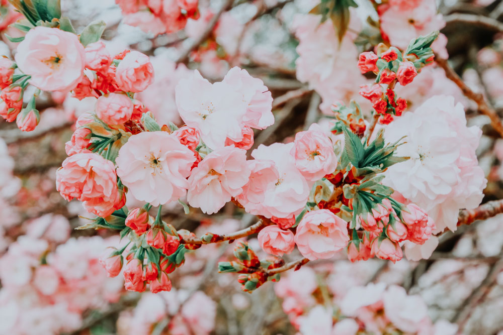 Sakura Flower Japan