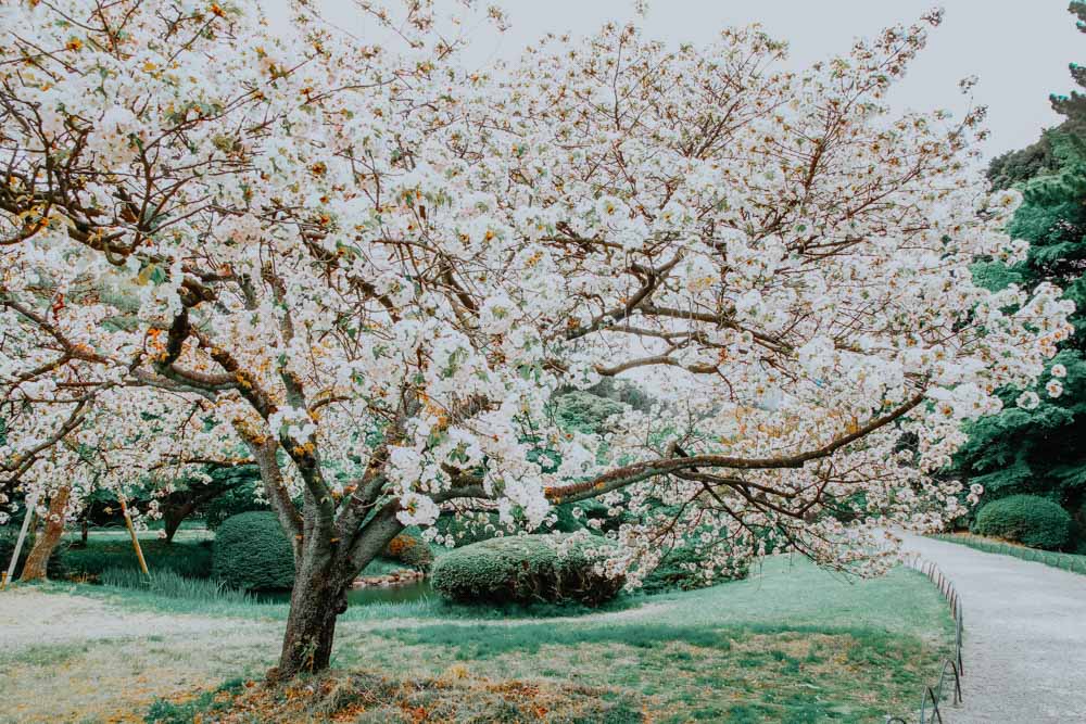 weißer Sakurabaum im Shinjuku Gyoen National Park