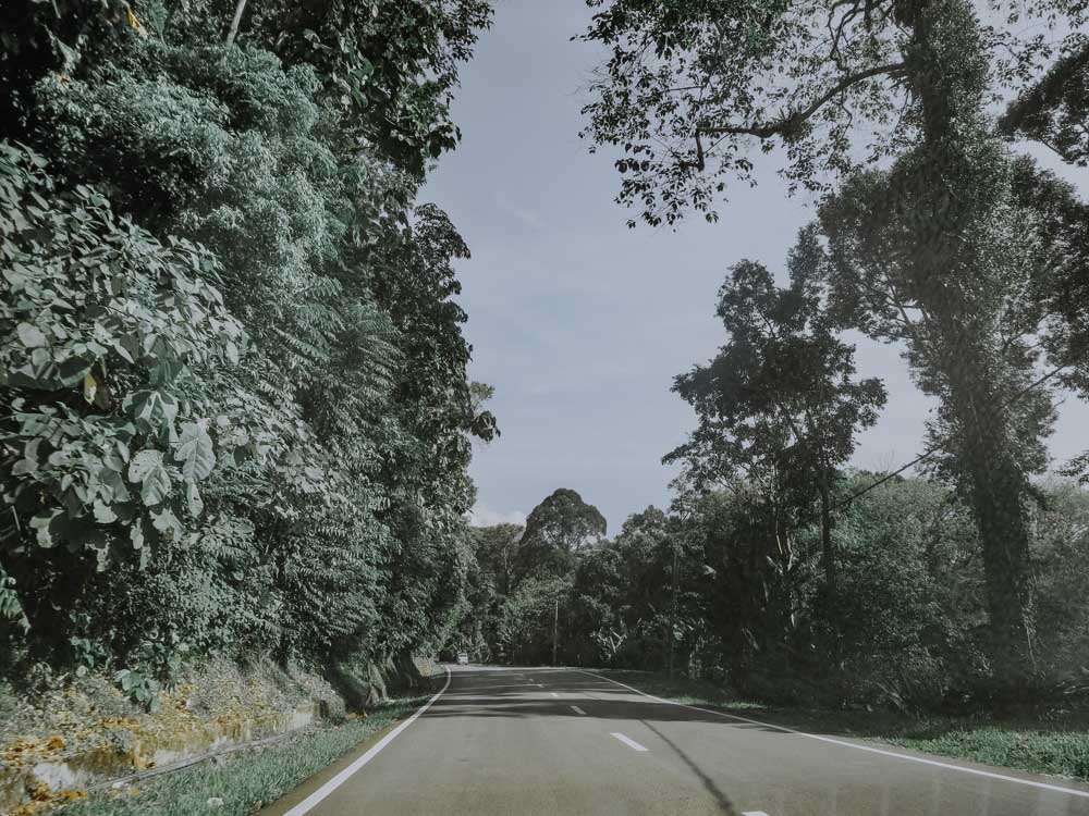 Road to Cameron Highlands
