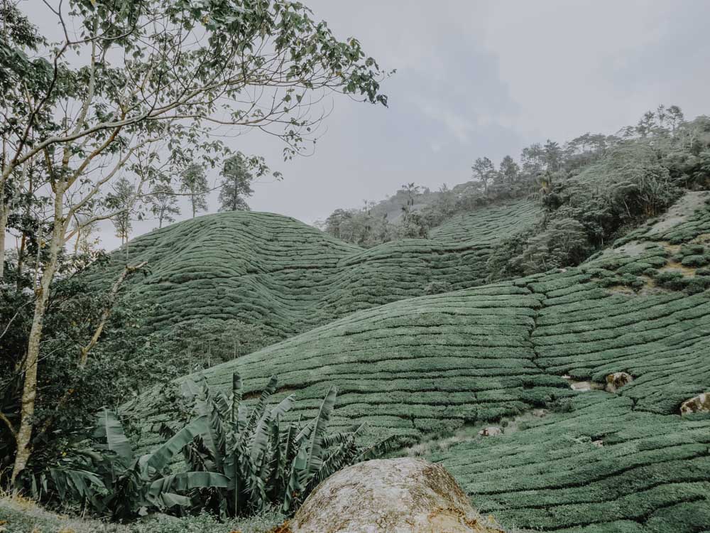 Teefelder der Boh Tea Estate