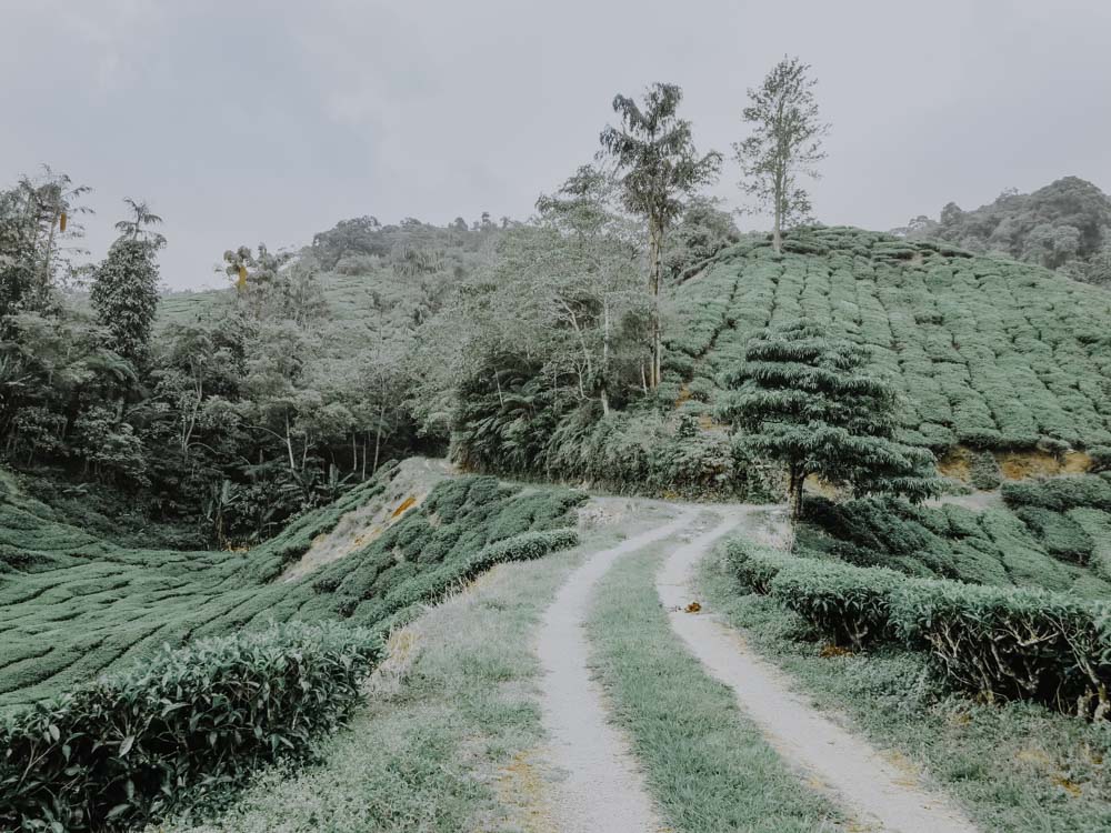 Boh Tea Estate