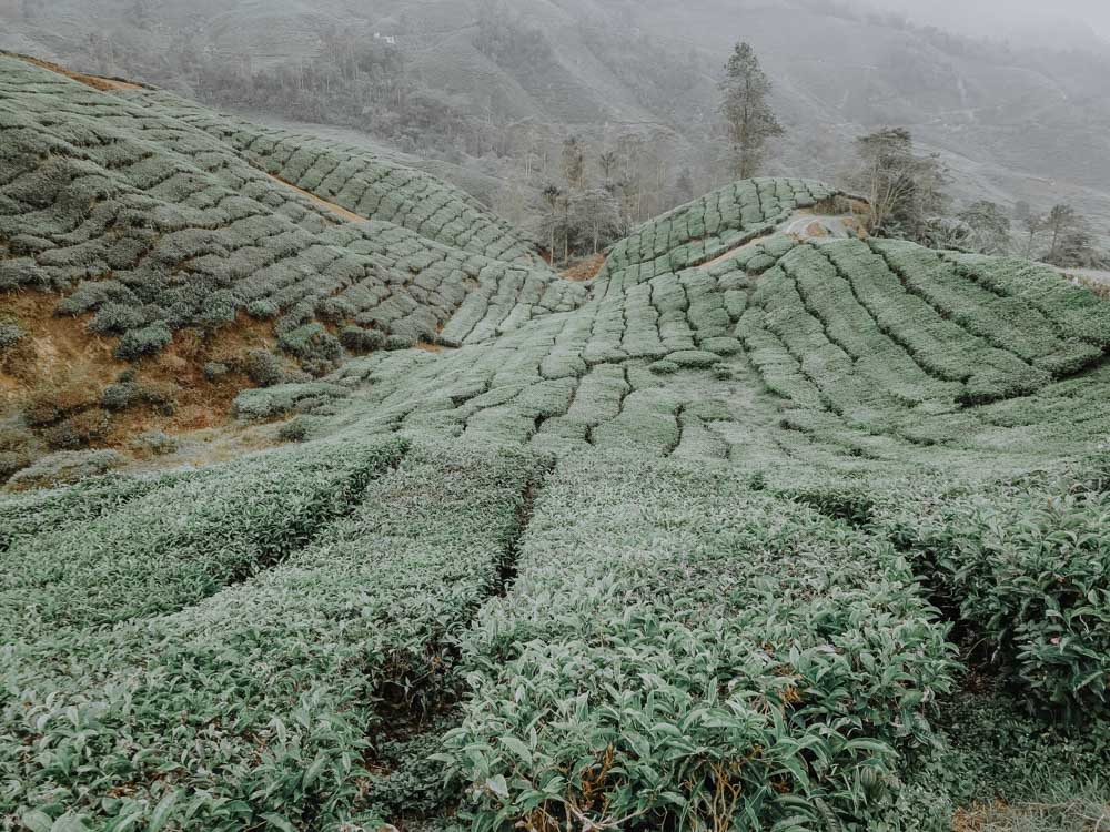 Cameron Highlands