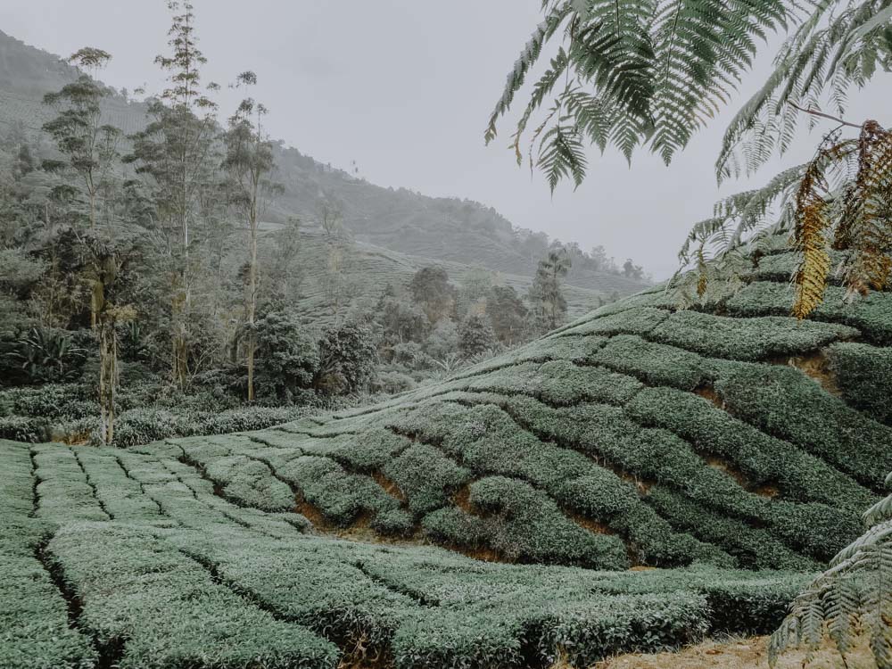 Malaysia - Cameron Highlands