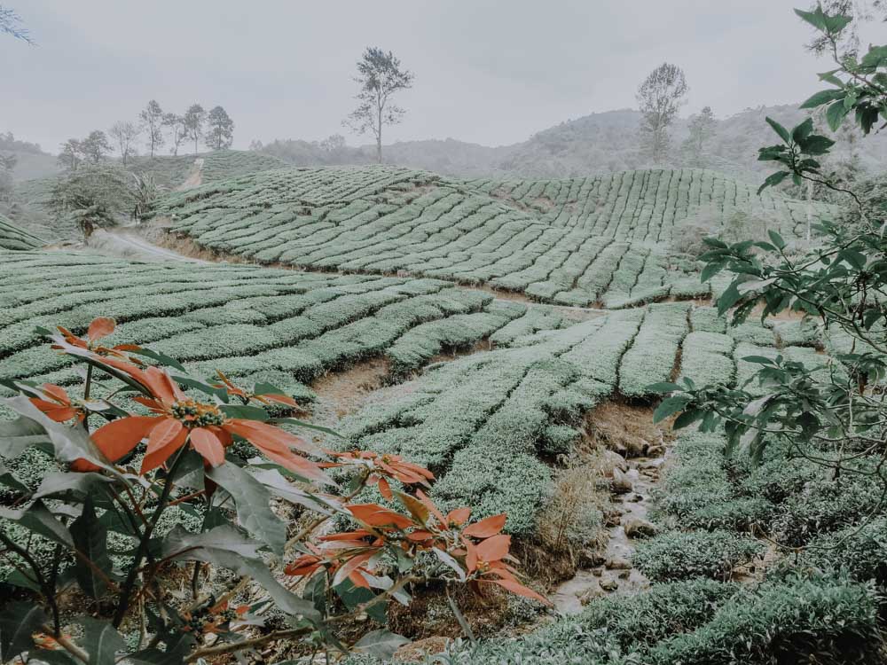 Cameron Bharat Tea Plantation