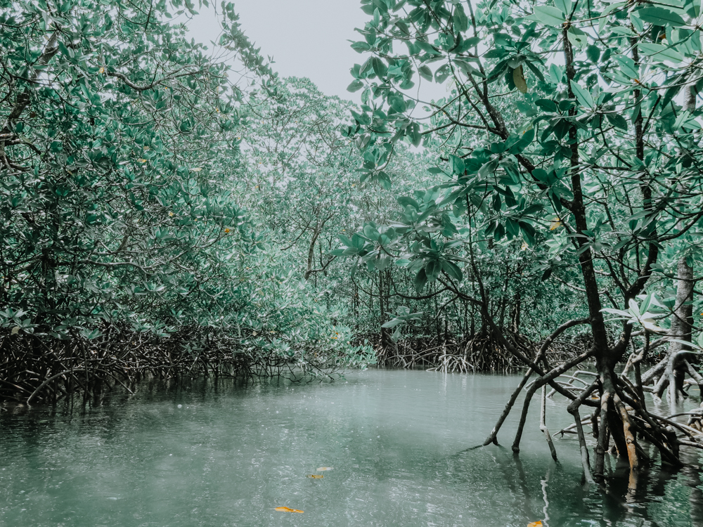 Inmitten der Mangroven im Kilim Karst Geoforest Park auf Pulau Langkawi