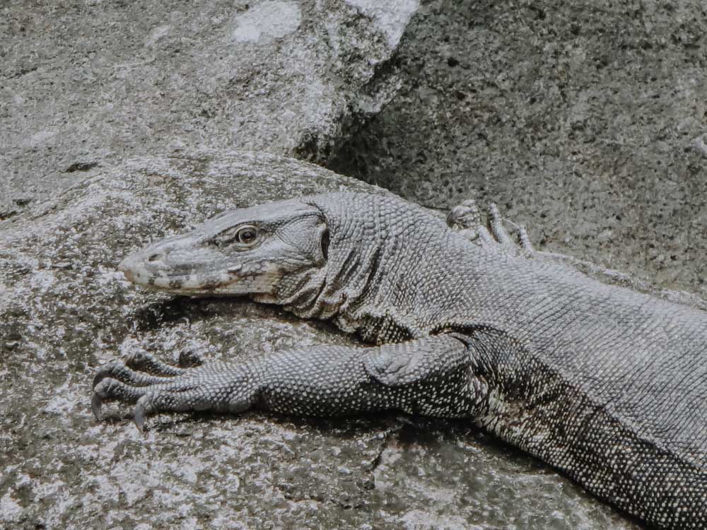 Waran auf Pulau Tioman