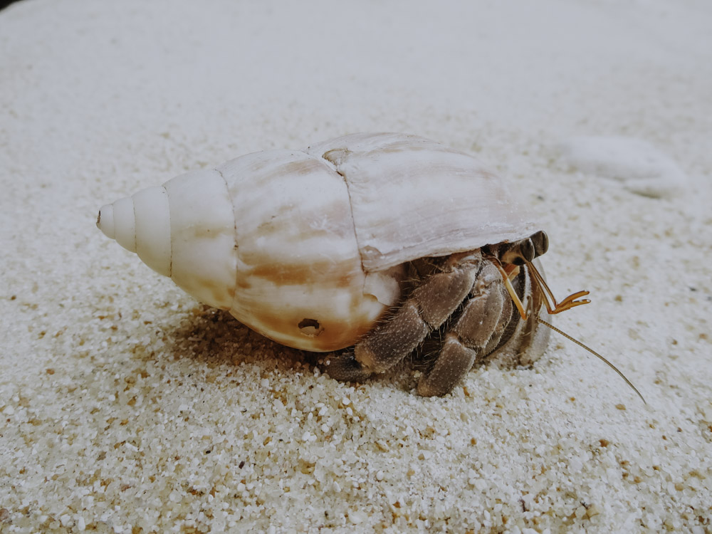 Krebs auf Pulau Tioman in Malaysia