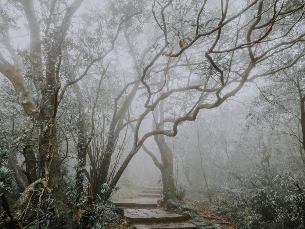 Bäume entlang des Mount Qixing Trails in Taiwan