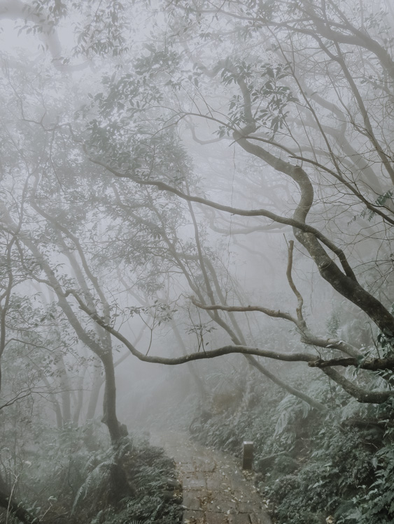 Trail zum Qixingshan bei Nebel