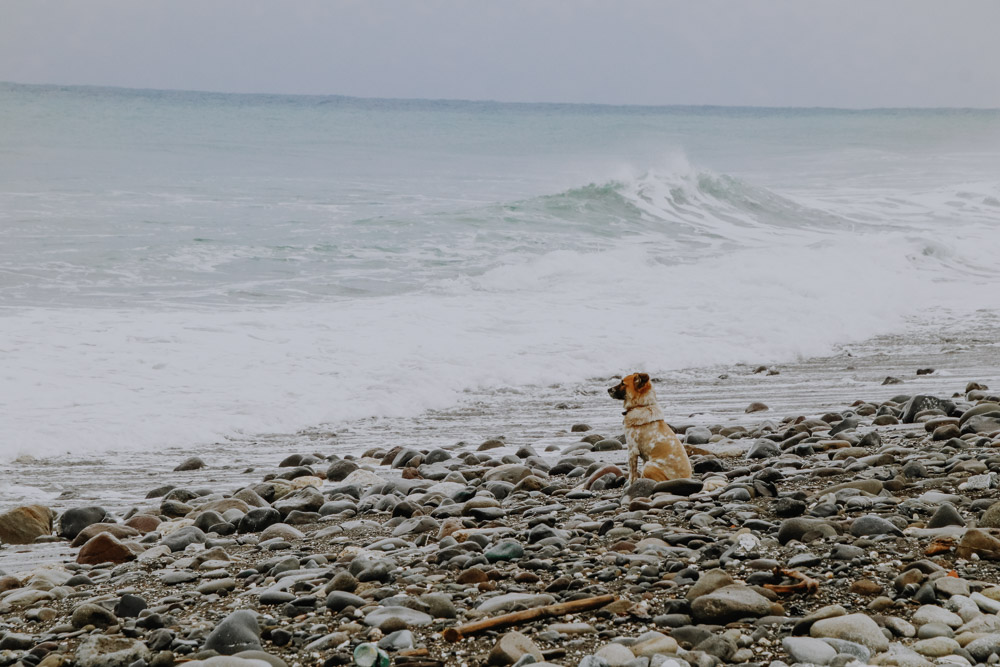 Hund, der auf sein surfendes Herrchen wartet