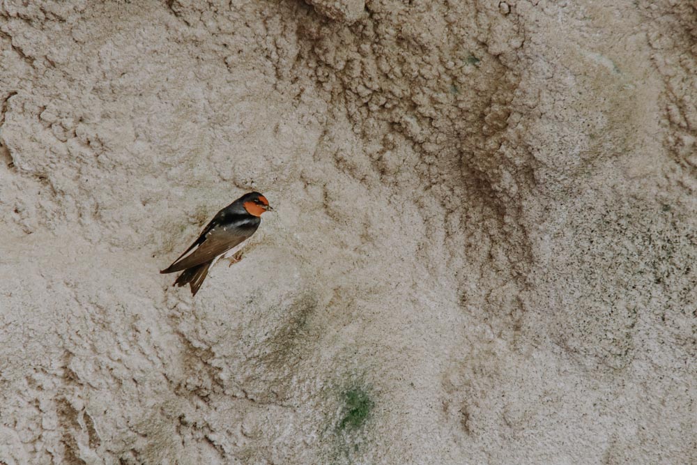 Schwalbe in der Swallow Grotto