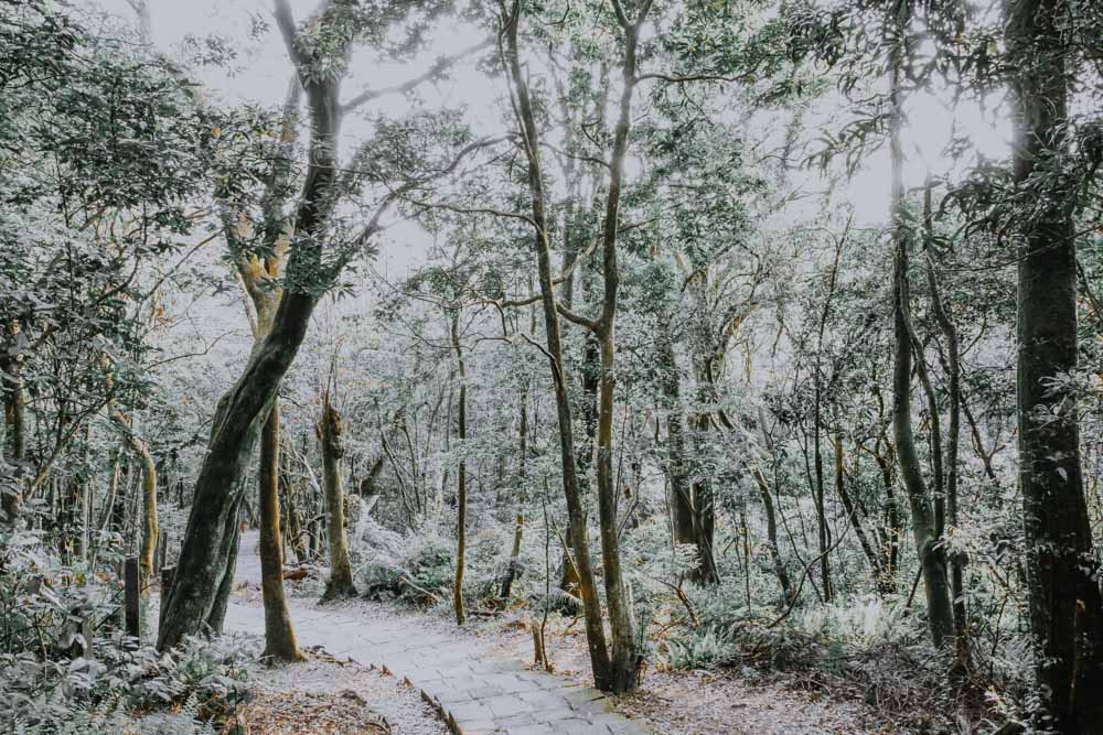 Trail zum Qixingshan in Taiwan