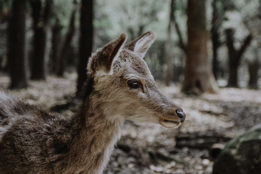 Nara's Deers in Japan