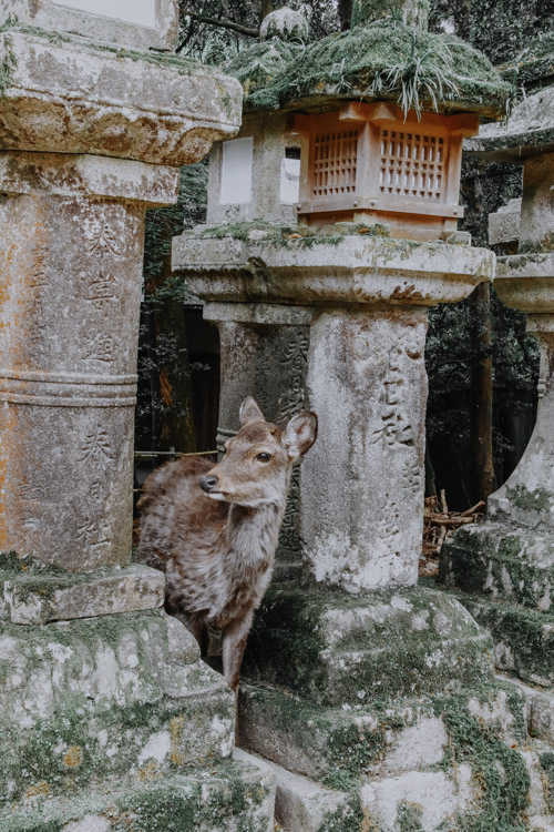 Reh im Nara Park in Japan