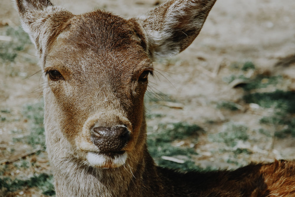 Nara Park in Japan