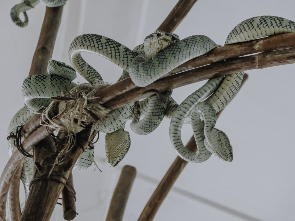 Snake Temple Penang