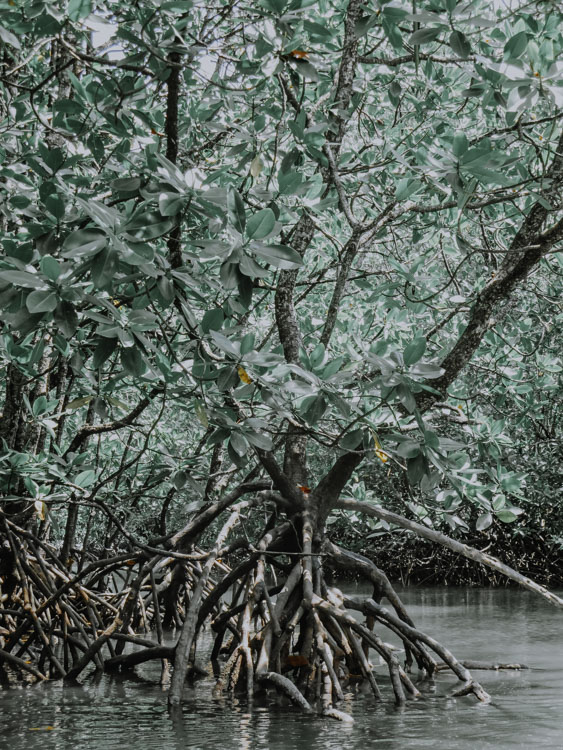 Kilim Karst Geoforest Park Malaysia