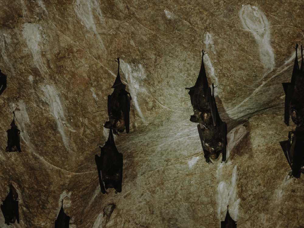 Kilim Karst Geoforest Park Malaysia