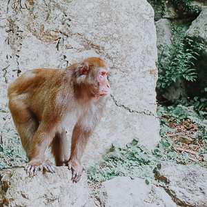 Affe im Minoh Park